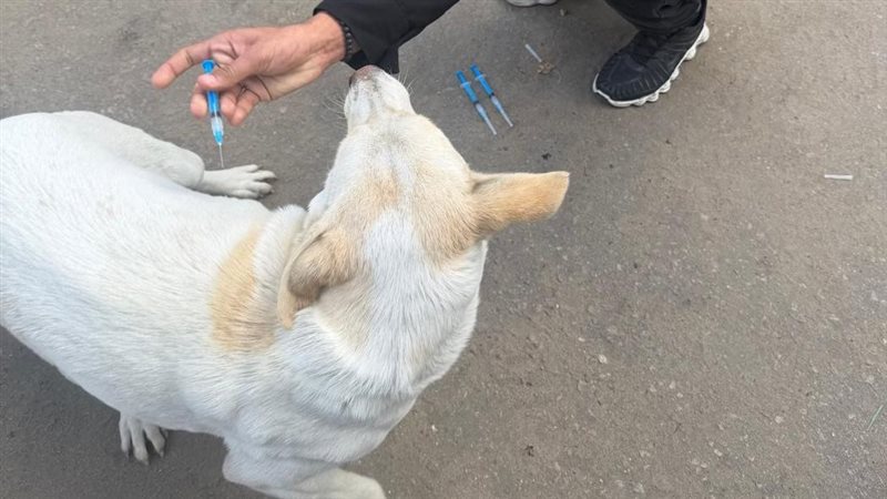 الطب البيطري بالإسماعيلية