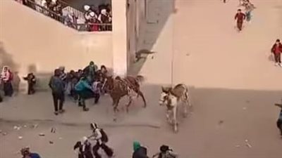 هلع وفوضى.. فيديو يثير الجدل لحصانين في حالة هياج وسط التلاميذ