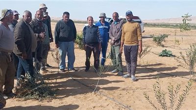 «بحوث الصحراء» يعزز الدعم الميداني للمزارعين بسيناء بخطة مرور دوري وتدريب عملي