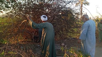لمنع الحوادث.. أعمال تهذيب الاشجار بالطريق السريع من كمين دندره حتى الصحراوى