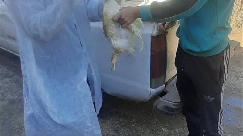 الطب البيطري بدمياط