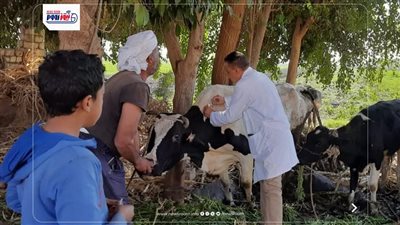 تحصين 239 ألف رأس ماشية ضد الحمى القلاعية والوادي المتصدع بالمنيا 