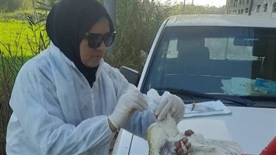 مديرية الطب البيطري بدمياط تكثف الرقابة على مزارع الدواجن لضمان سلامة الغذاء