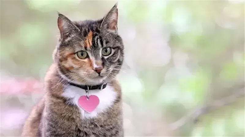 صورة موضوعية