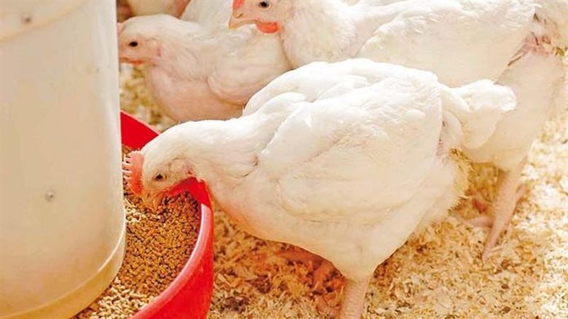 سعر كيلو الفراخ البيضاء