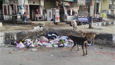 بعد تزايد حالات العقر.. الكلاب الضالة تهدد حياة المواطنين في شوارع الشرقية