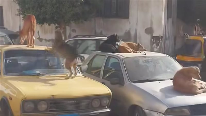 جانب من الكلاب ف