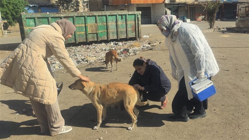 الطب البيطري بالإسماعيلية