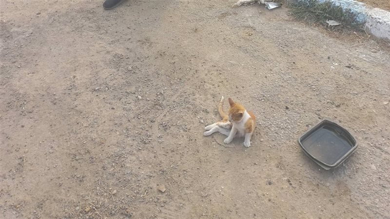 انقاذ حياة قطة بشبرا