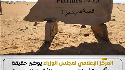 البيئة تنفي التعدي على الأشجار المتحجرة داخل محمية الغابة المتحجرة