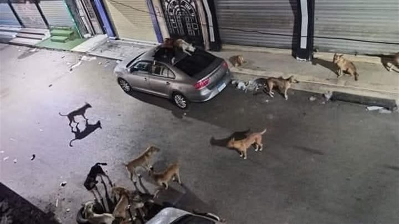 كلاب ضالة فى شوارع