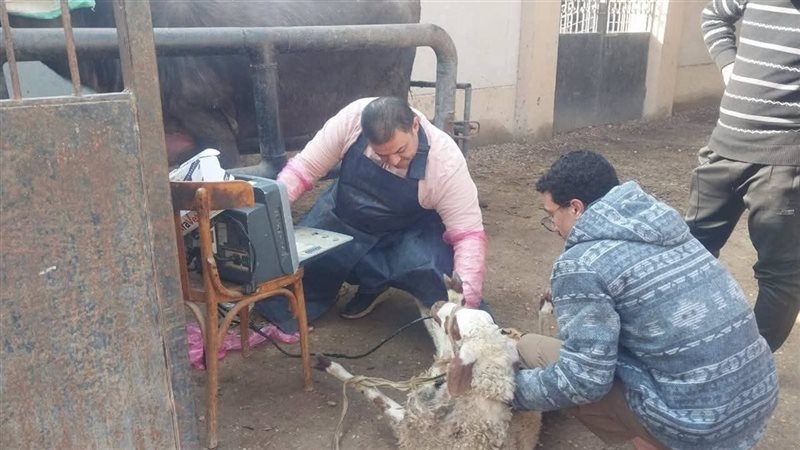 قافلة بيطرية بالقليوبية