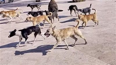 كلب مسعور يعقر 6 أطفال أمام منزلهم بمنطقة المعنا في قنا  