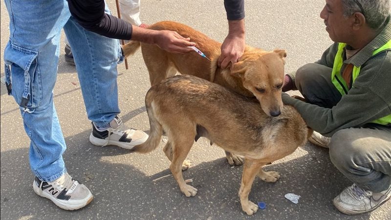 جانب من حملة التطعيم