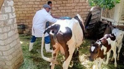 266 ألف رأس ماشية تستفيد من حملة التحصين الاستباقية بالغربية