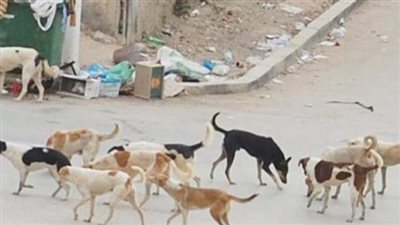 تحصين 30 كلبًا ضالًا بمناطق 