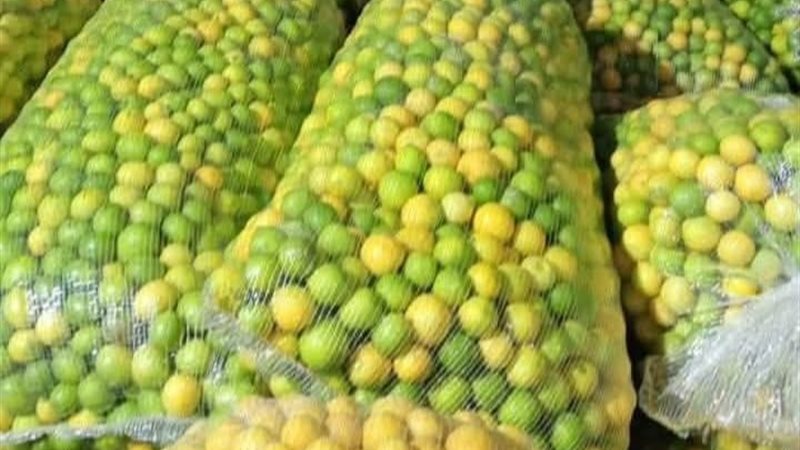 انطلاق موسم حصاد