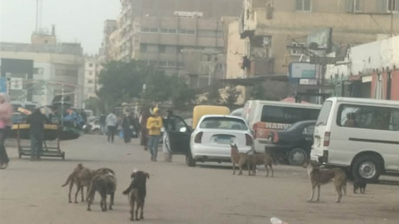 الكلاب الضالة بالعجمي