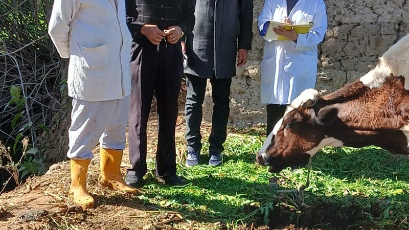 بيطري البحيرة ..