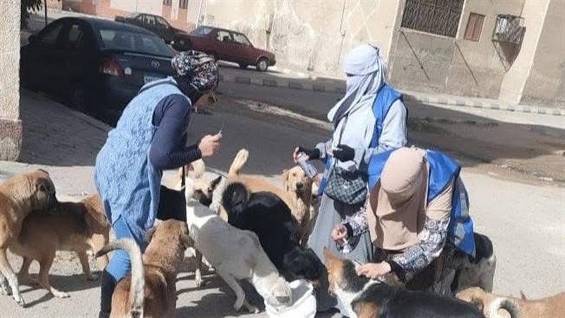 اشيفية