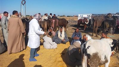 حماية الثروة الحيوانية بالسويس تتابع أسواق الحيوانات الحية بقرية جنيفة