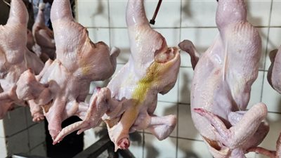 بيطري الشرقية يضبط 