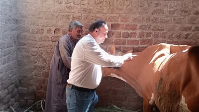 محافظ أسيوط: جهود مكثفة لتحصين الماشية ونجاحات واضحة في الأسبوع الأول  