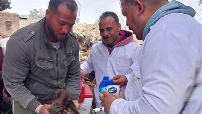 قافلة بيطرية شاملة في قرية عوض عيسوى ببسيون تكشف على 901 ماشية و3600 طائر  