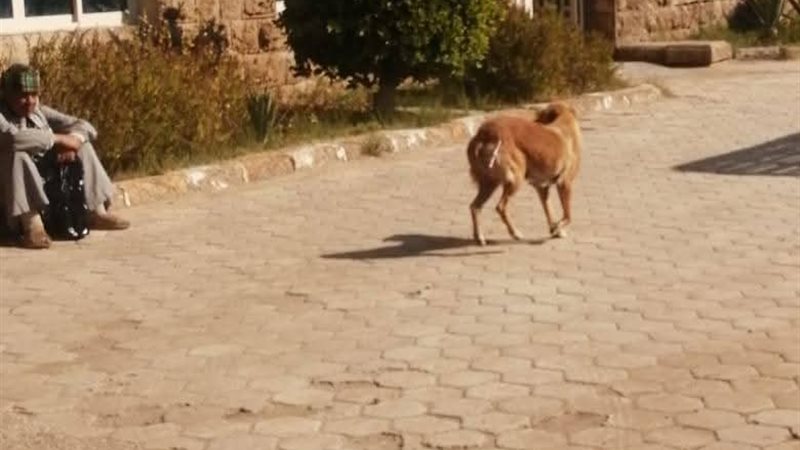 مستفي حميات قنا