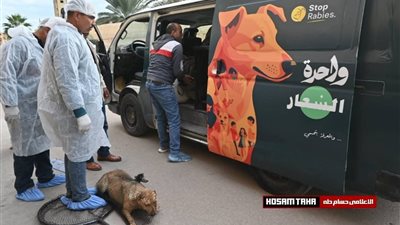 محافظة البحيرة تعلن تفاصيل خطة المواجهة الشاملة للكلاب الضالة لحماية سلامة وأر