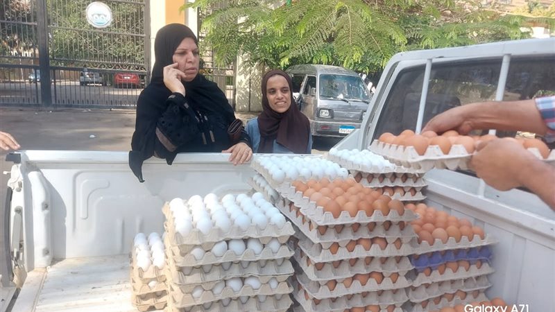 توفير بيض المائدة