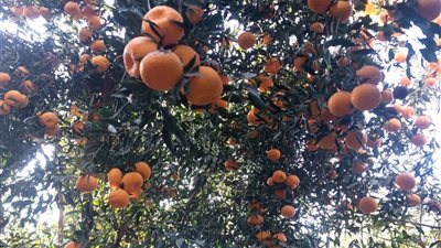 انطلاق موسم حصاد اليوسفندي في البحيرة لتعزيز الإنتاج المحلي وفرص التصدير