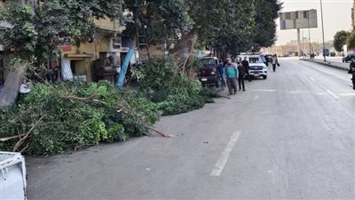 بعد الشكاوى المتكررة.. طاهر الخولي يتابع تقليم الأشجار أمام مسجد عمرو بن العاص