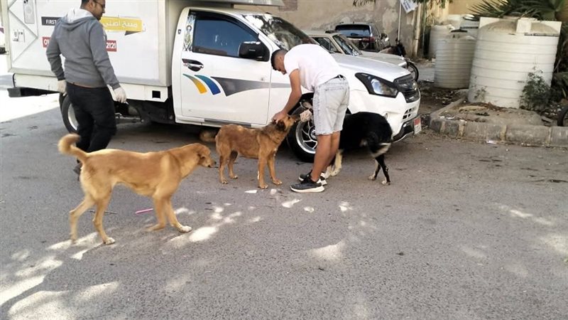 الكلاب الضالة بشوارع