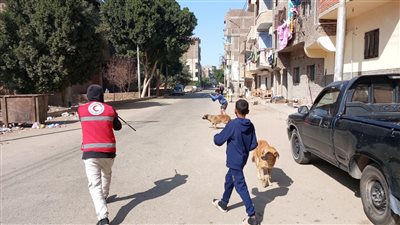 بيطري قنا: تحصين 38 كلبًا ضالًا بنطاق مستشفى الحميات بالبندر |صور