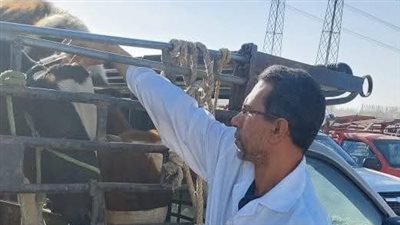 توعية وتحصين.. حملة بيطرية لحماية الثروة الحيوانية بالأقصر