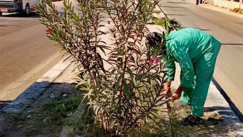 زراعة الأشجار 