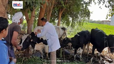 محافظ المنيا: تحصين أكثر من 44 ألف رأس ماشية ضمن الحملة ضد الحمى القلاعية
