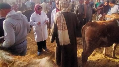 متابعة سوق الماشية بقرية الألبان الجديدة وتحصين الحيوانات بالسويس