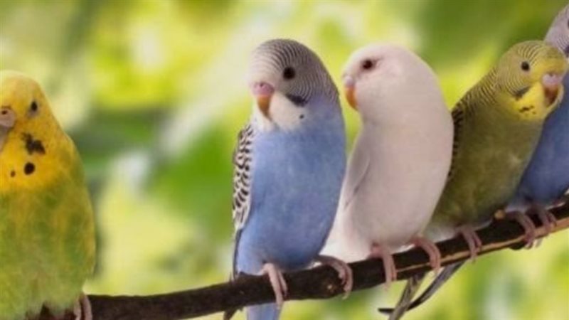 لمن يربون الطيور