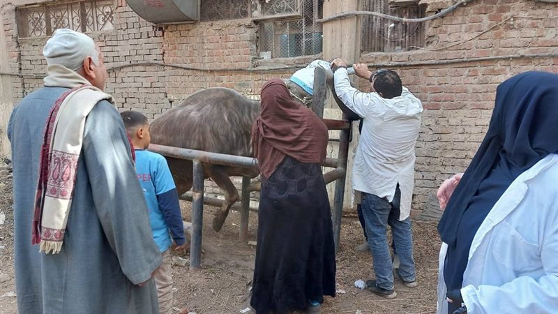 قافلة بيطرية - أرشيفية