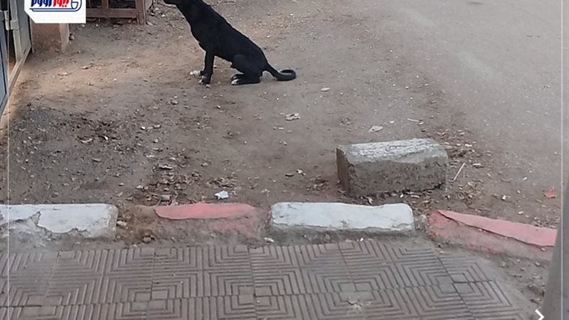 الكلاب الضالة بشوارع