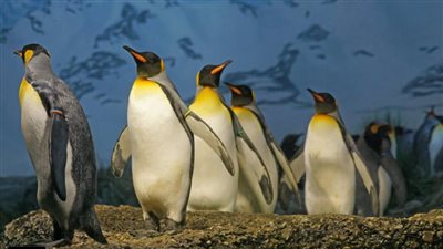 من المساحات الجليدية إلى الشواطئ المشمسة.. أجمل الأماكن لمشاهدة طيور البطريق