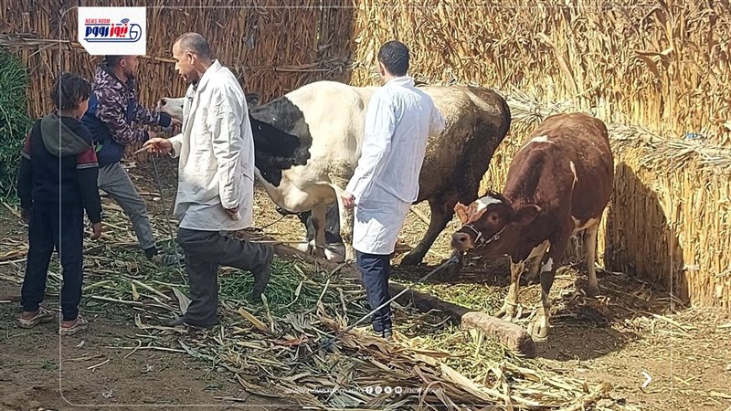 بيطري المنيا 