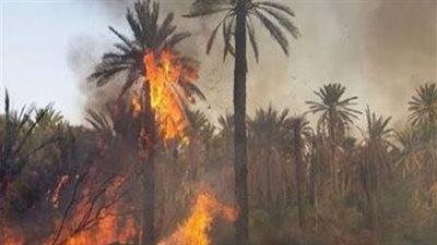 الدفع بقوات الحماية المدنية لإخماد حريق بعدد من النخيل بأرض زراعية فى الواحات
