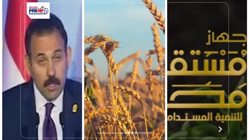 القمح