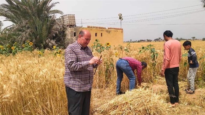 حصاد القمح بالفيوم