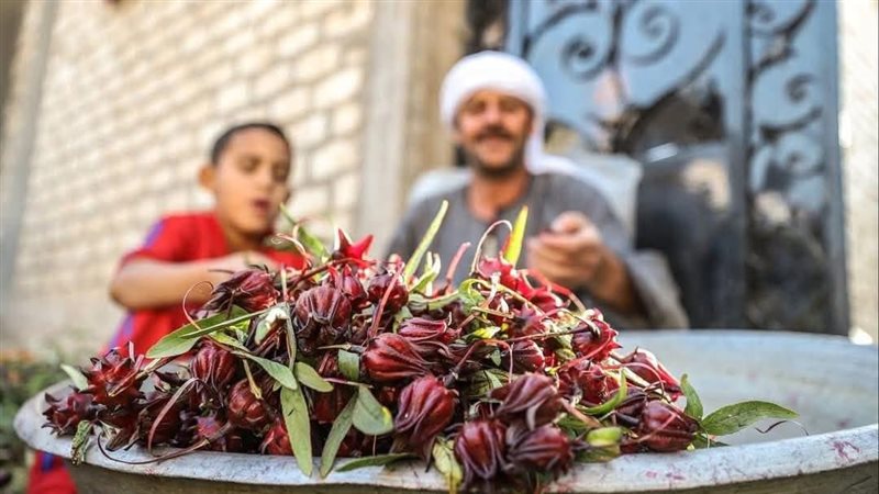 موسم تجميع العناب