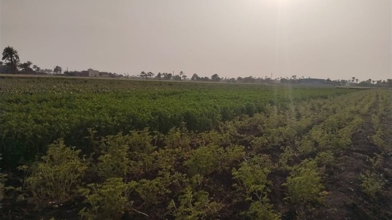 جانب من زراعة النباتات