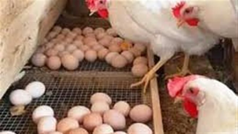 «الفراخ البيضاء بكام